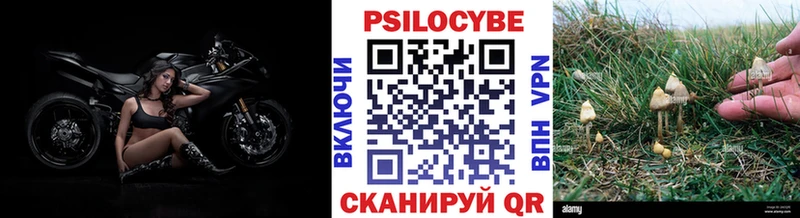 Галлюциногенные грибы Psilocybe  Ишим 